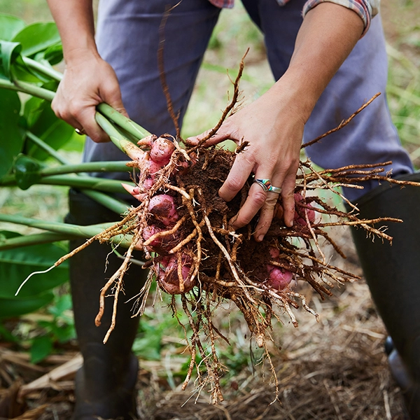 Palisa harvesting galangal