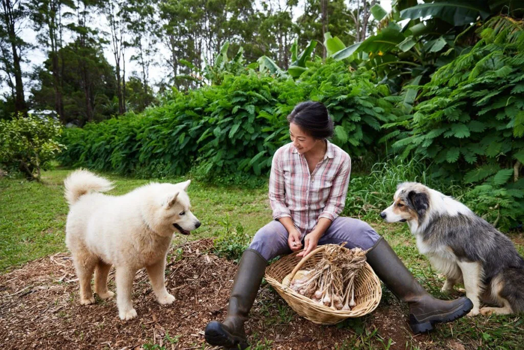 Palisa's dogs excitedly watching her gather her crops