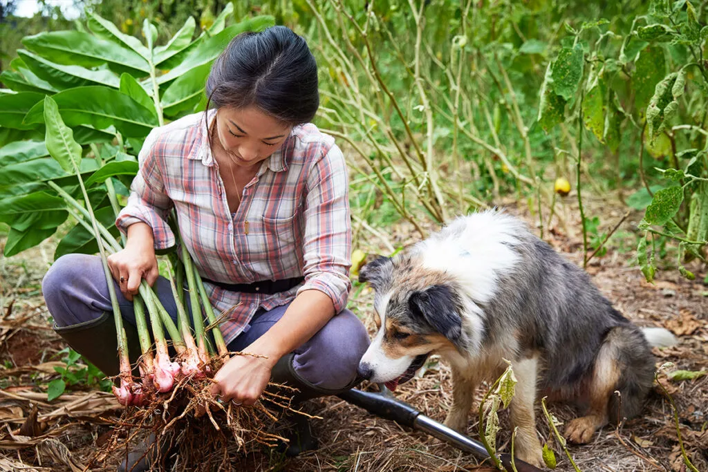 Palisa harvesting galangal as her Australian shepherd watches eagerly