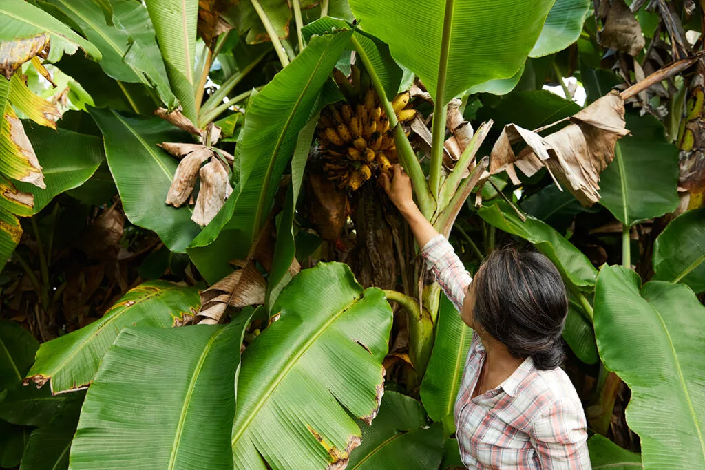 Palisa harvesting bananas