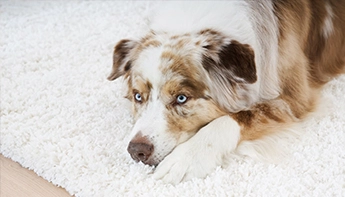 Australian Shepherd resting its head on its paw