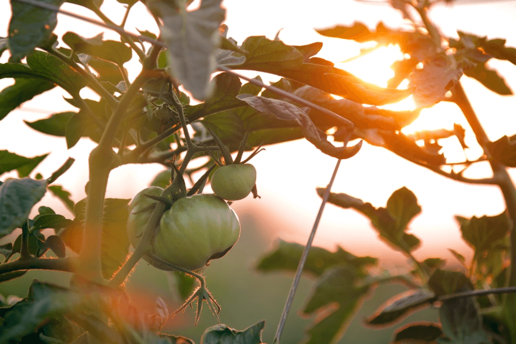 Green tomato that is yet to ripe grown in a garden